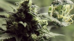 Marijuana Legale - Un Fenomeno di Diffusione Incontenibile.
